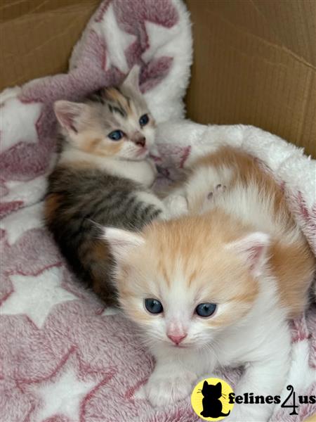 a munchkin kitten lying on a blanket