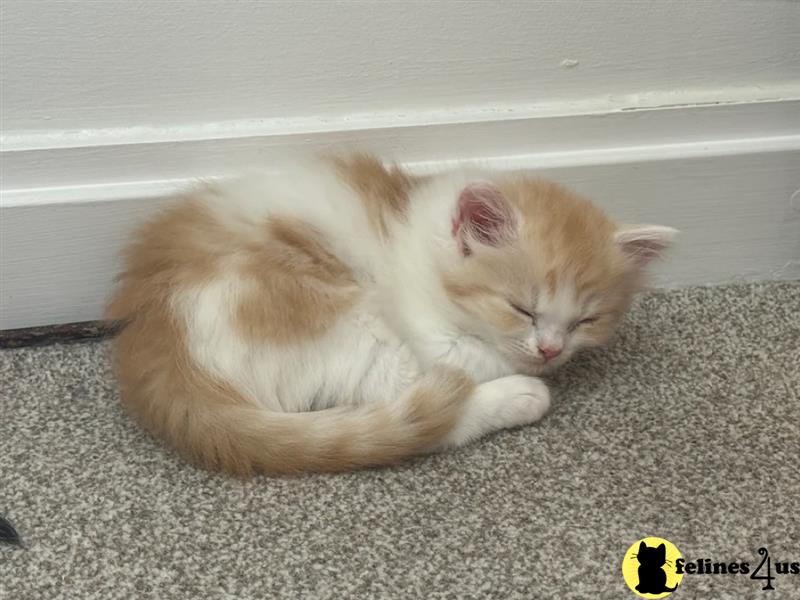 a munchkin cat with a pink background