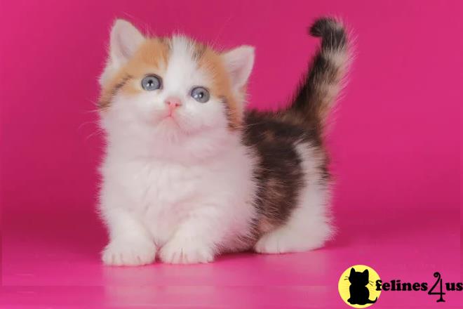 a munchkin cat with a flower in its mouth