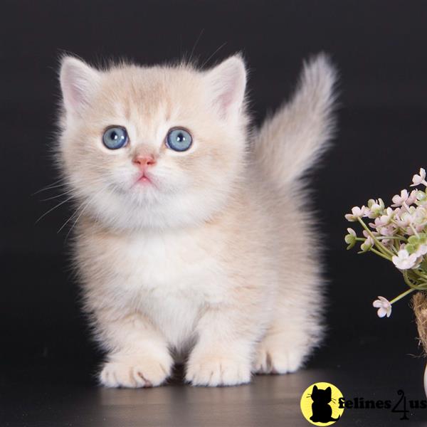 a munchkin kitten with blue eyes