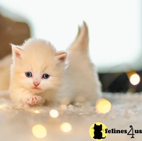 a person holding a munchkin cat