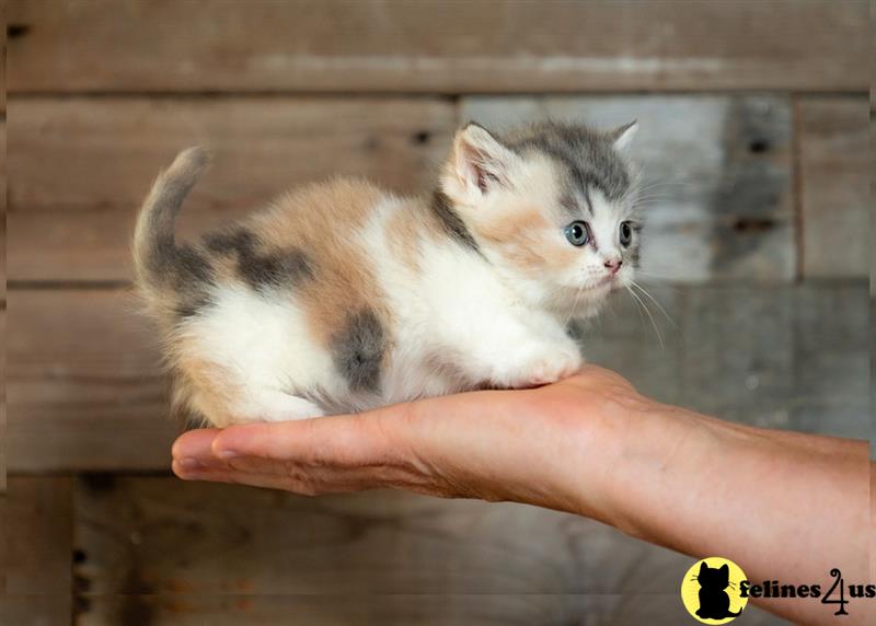 a munchkin cat with a flower in its mouth