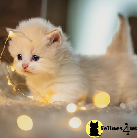 a munchkin cat standing on a table