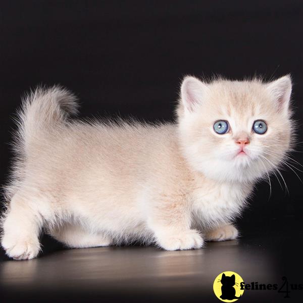 a munchkin kitten on a table