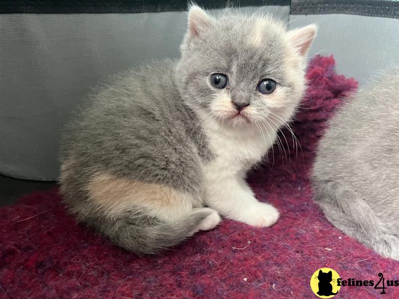 Error: Operation returned an invalid status code 429<br/>Stack Trace:    at Microsoft.Azure.CognitiveServices.Vision.ComputerVision.ComputerVisionClient.<DescribeImageInStreamWithHttpMessagesAsync>d__41.MoveNext()
--- End of stack trace from previous lobritish shorthair cation where exception was thrown ---
   at System.Runtime.ExceptionServices.ExceptionDispatchInfo.Throw()
   at System.Runtime.CompilerServices.TaskAwaiter.HandleNon