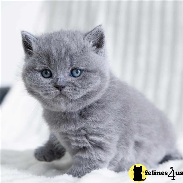 a group of british shorthair british shorthair kittens