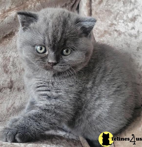 Error: Operation returned an invalid status code 429<br/>Stack Trace:    at Microsoft.Azure.CognitiveServices.Vision.ComputerVision.ComputerVisionClient.<DescribeImageInStreamWithHttpMessagesAsync>d__41.MoveNext()
--- End of stack trace from previous lobritish shorthair cation where exception was thrown ---
   at System.Runtime.ExceptionServices.ExceptionDispatchInfo.Throw()
   at System.Runtime.CompilerServices.TaskAwaiter.HandleNon