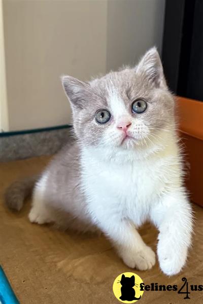 a british shorthair cat sitting on a blanket