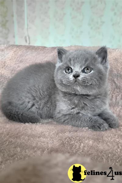 a british shorthair kitten sitting on a chair