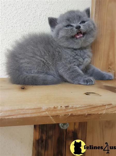 two british shorthair british shorthair kittens on a blanket