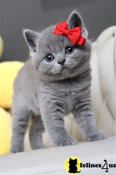 Error: Operation returned an invalid status code 429<br/>Stack Trace:    at Microsoft.Azure.CognitiveServices.Vision.ComputerVision.ComputerVisionClient.<DescribeImageInStreamWithHttpMessagesAsync>d__41.MoveNext()
--- End of stack trace from previous lobritish shorthair cation where exception was thrown ---
   at System.Runtime.ExceptionServices.ExceptionDispatchInfo.Throw()
   at System.Runtime.CompilerServices.TaskAwaiter.HandleNon