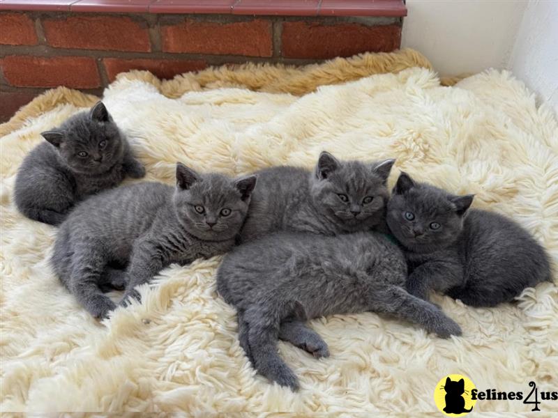 Error: Operation returned an invalid status code 429<br/>Stack Trace:    at Microsoft.Azure.CognitiveServices.Vision.ComputerVision.ComputerVisionClient.<DescribeImageInStreamWithHttpMessagesAsync>d__41.MoveNext()
--- End of stack trace from previous lobritish shorthair cation where exception was thrown ---
   at System.Runtime.ExceptionServices.ExceptionDispatchInfo.Throw()
   at System.Runtime.CompilerServices.TaskAwaiter.HandleNon