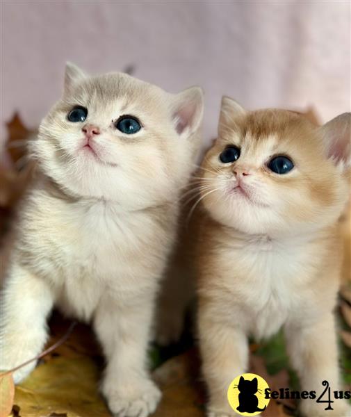 a british shorthair kitten with blue eyes