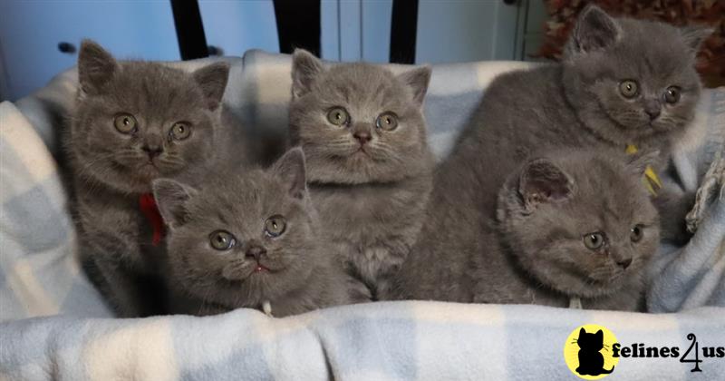 a british shorthair kitten sitting on a chair