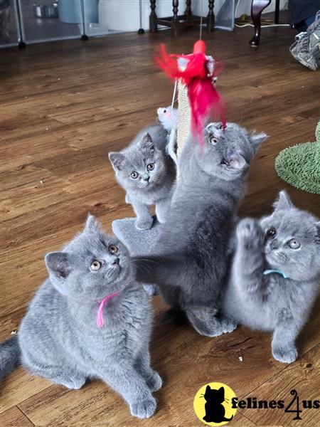 Error: Operation returned an invalid status code 429<br/>Stack Trace:    at Microsoft.Azure.CognitiveServices.Vision.ComputerVision.ComputerVisionClient.<DescribeImageInStreamWithHttpMessagesAsync>d__41.MoveNext()
--- End of stack trace from previous lobritish shorthair cation where exception was thrown ---
   at System.Runtime.ExceptionServices.ExceptionDispatchInfo.Throw()
   at System.Runtime.CompilerServices.TaskAwaiter.HandleNon