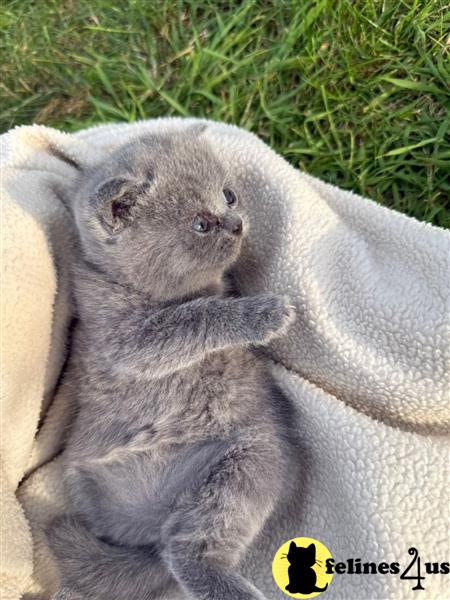 a grey british shorthair cat sitting on a branch