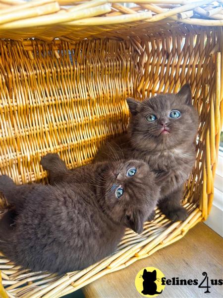 Error: Operation returned an invalid status code 429<br/>Stack Trace:    at Microsoft.Azure.CognitiveServices.Vision.ComputerVision.ComputerVisionClient.<DescribeImageInStreamWithHttpMessagesAsync>d__41.MoveNext()
--- End of stack trace from previous lobritish shorthair cation where exception was thrown ---
   at System.Runtime.ExceptionServices.ExceptionDispatchInfo.Throw()
   at System.Runtime.CompilerServices.TaskAwaiter.HandleNon