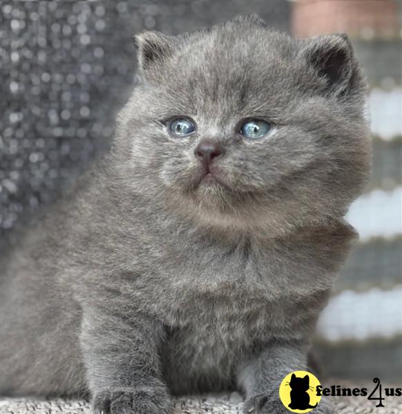 Error: Operation returned an invalid status code 429<br/>Stack Trace:    at Microsoft.Azure.CognitiveServices.Vision.ComputerVision.ComputerVisionClient.<DescribeImageInStreamWithHttpMessagesAsync>d__41.MoveNext()
--- End of stack trace from previous lobritish shorthair cation where exception was thrown ---
   at System.Runtime.ExceptionServices.ExceptionDispatchInfo.Throw()
   at System.Runtime.CompilerServices.TaskAwaiter.HandleNon