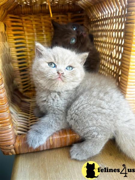 Error: Operation returned an invalid status code 429<br/>Stack Trace:    at Microsoft.Azure.CognitiveServices.Vision.ComputerVision.ComputerVisionClient.<DescribeImageInStreamWithHttpMessagesAsync>d__41.MoveNext()
--- End of stack trace from previous lobritish shorthair cation where exception was thrown ---
   at System.Runtime.ExceptionServices.ExceptionDispatchInfo.Throw()
   at System.Runtime.CompilerServices.TaskAwaiter.HandleNon