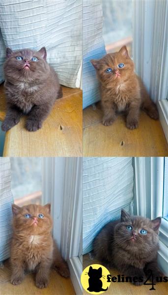 a british shorthair kitten sitting on a chair