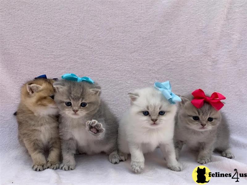 a british shorthair cat sitting on a red surface