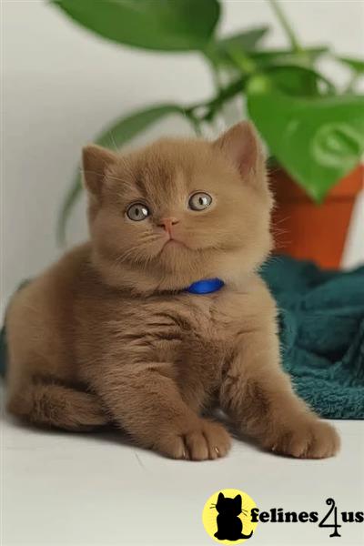 Error: Operation returned an invalid status code 429<br/>Stack Trace:    at Microsoft.Azure.CognitiveServices.Vision.ComputerVision.ComputerVisionClient.<DescribeImageInStreamWithHttpMessagesAsync>d__41.MoveNext()
--- End of stack trace from previous lobritish shorthair cation where exception was thrown ---
   at System.Runtime.ExceptionServices.ExceptionDispatchInfo.Throw()
   at System.Runtime.CompilerServices.TaskAwaiter.HandleNon