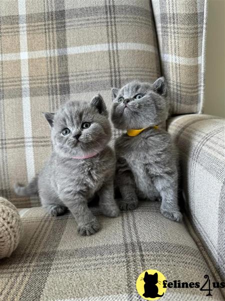 a british shorthair kitten with its paws up