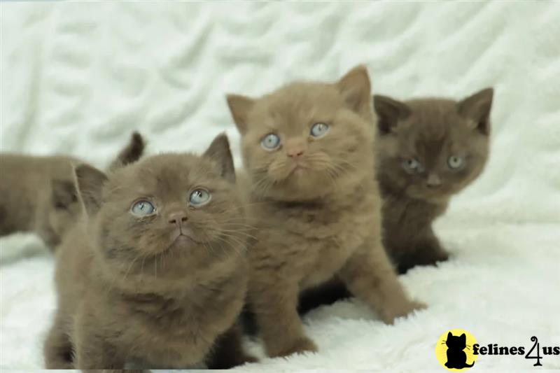 a couple of british shorthair british shorthair kittens on a blanket