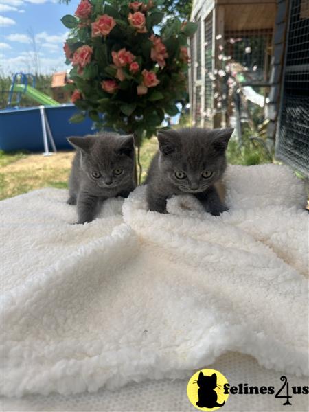 a british shorthair cat standing in the snow