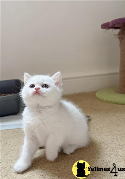 a grey british shorthair cat sitting on a branch