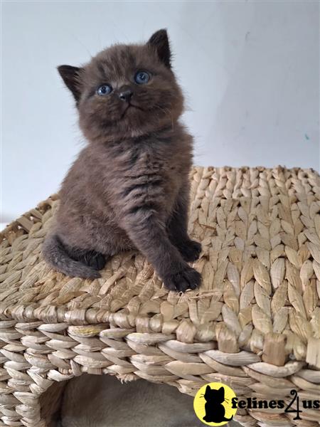 Error: Operation returned an invalid status code 429<br/>Stack Trace:    at Microsoft.Azure.CognitiveServices.Vision.ComputerVision.ComputerVisionClient.<DescribeImageInStreamWithHttpMessagesAsync>d__41.MoveNext()
--- End of stack trace from previous lobritish shorthair cation where exception was thrown ---
   at System.Runtime.ExceptionServices.ExceptionDispatchInfo.Throw()
   at System.Runtime.CompilerServices.TaskAwaiter.HandleNon