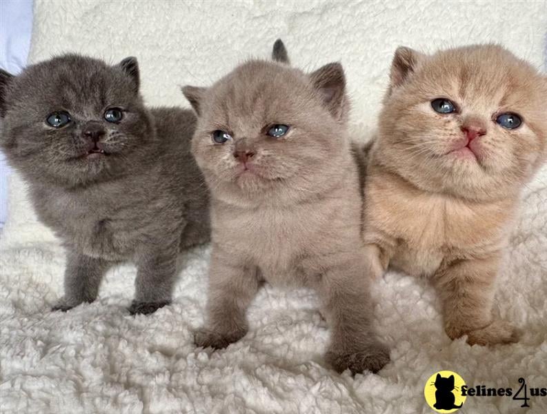 Error: Operation returned an invalid status code 429<br/>Stack Trace:    at Microsoft.Azure.CognitiveServices.Vision.ComputerVision.ComputerVisionClient.<DescribeImageInStreamWithHttpMessagesAsync>d__41.MoveNext()
--- End of stack trace from previous lobritish shorthair cation where exception was thrown ---
   at System.Runtime.ExceptionServices.ExceptionDispatchInfo.Throw()
   at System.Runtime.CompilerServices.TaskAwaiter.HandleNon