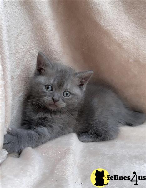 a british shorthair cat on a swing