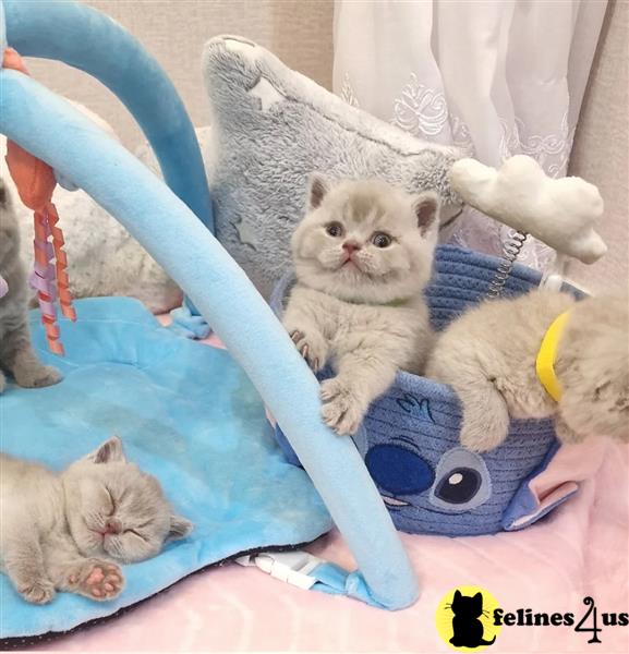 a british shorthair cat sitting on a blanket