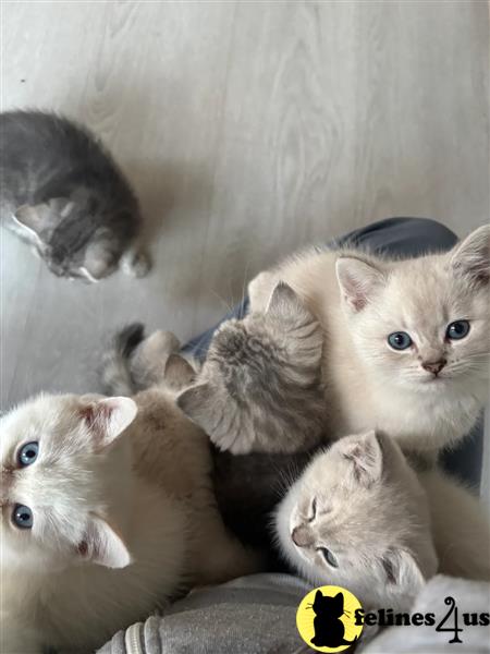 two british shorthair british shorthair kittens on a white surface