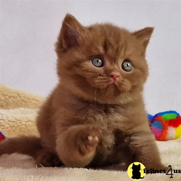 Error: Operation returned an invalid status code 429<br/>Stack Trace:    at Microsoft.Azure.CognitiveServices.Vision.ComputerVision.ComputerVisionClient.<DescribeImageInStreamWithHttpMessagesAsync>d__41.MoveNext()
--- End of stack trace from previous lobritish shorthair cation where exception was thrown ---
   at System.Runtime.ExceptionServices.ExceptionDispatchInfo.Throw()
   at System.Runtime.CompilerServices.TaskAwaiter.HandleNon