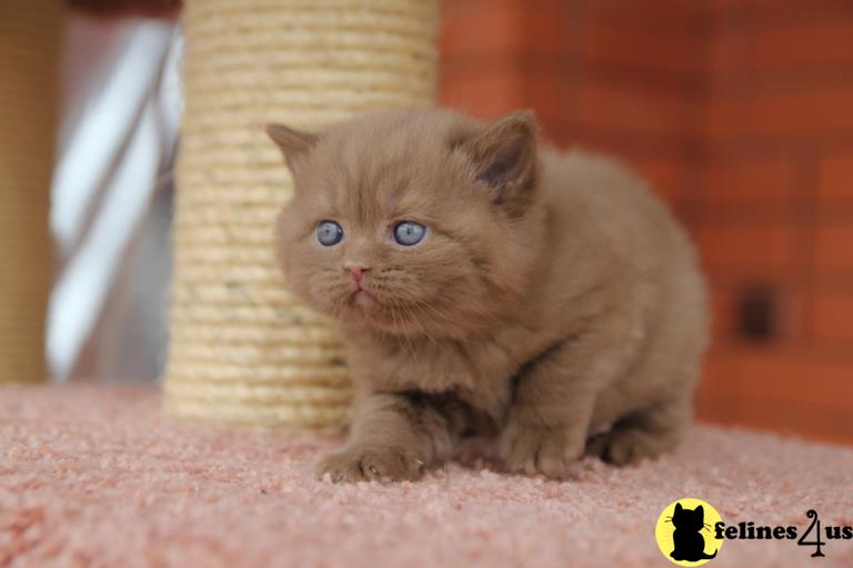 Error: Operation returned an invalid status code 429<br/>Stack Trace:    at Microsoft.Azure.CognitiveServices.Vision.ComputerVision.ComputerVisionClient.<DescribeImageInStreamWithHttpMessagesAsync>d__41.MoveNext()
--- End of stack trace from previous lobritish shorthair cation where exception was thrown ---
   at System.Runtime.ExceptionServices.ExceptionDispatchInfo.Throw()
   at System.Runtime.CompilerServices.TaskAwaiter.HandleNon