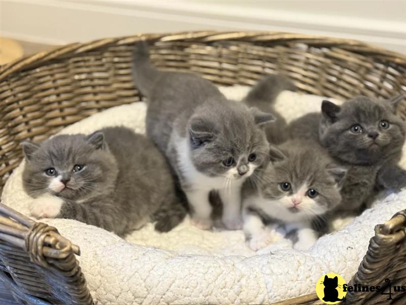 Error: Operation returned an invalid status code 429<br/>Stack Trace:    at Microsoft.Azure.CognitiveServices.Vision.ComputerVision.ComputerVisionClient.<DescribeImageInStreamWithHttpMessagesAsync>d__41.MoveNext()
--- End of stack trace from previous lobritish shorthair cation where exception was thrown ---
   at System.Runtime.ExceptionServices.ExceptionDispatchInfo.Throw()
   at System.Runtime.CompilerServices.TaskAwaiter.HandleNon