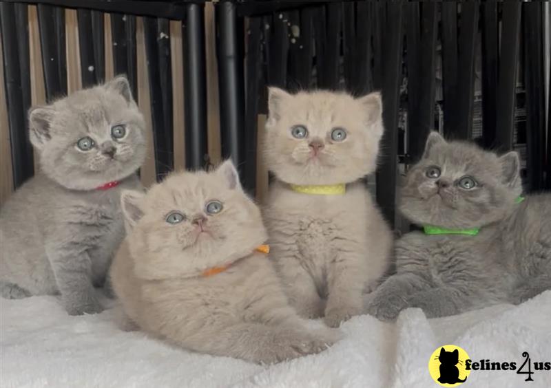 Error: Operation returned an invalid status code 429<br/>Stack Trace:    at Microsoft.Azure.CognitiveServices.Vision.ComputerVision.ComputerVisionClient.<DescribeImageInStreamWithHttpMessagesAsync>d__41.MoveNext()
--- End of stack trace from previous lobritish shorthair cation where exception was thrown ---
   at System.Runtime.ExceptionServices.ExceptionDispatchInfo.Throw()
   at System.Runtime.CompilerServices.TaskAwaiter.HandleNon