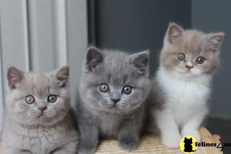 a british shorthair kitten with blue eyes