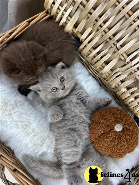 a british shorthair cat sitting on a blue surface