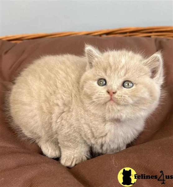 Error: Operation returned an invalid status code 429<br/>Stack Trace:    at Microsoft.Azure.CognitiveServices.Vision.ComputerVision.ComputerVisionClient.<DescribeImageInStreamWithHttpMessagesAsync>d__41.MoveNext()
--- End of stack trace from previous lobritish shorthair cation where exception was thrown ---
   at System.Runtime.ExceptionServices.ExceptionDispatchInfo.Throw()
   at System.Runtime.CompilerServices.TaskAwaiter.HandleNon
