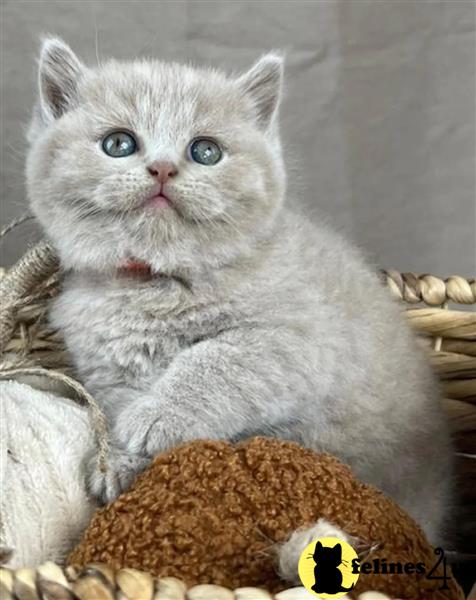 a british shorthair cat lying on the ground