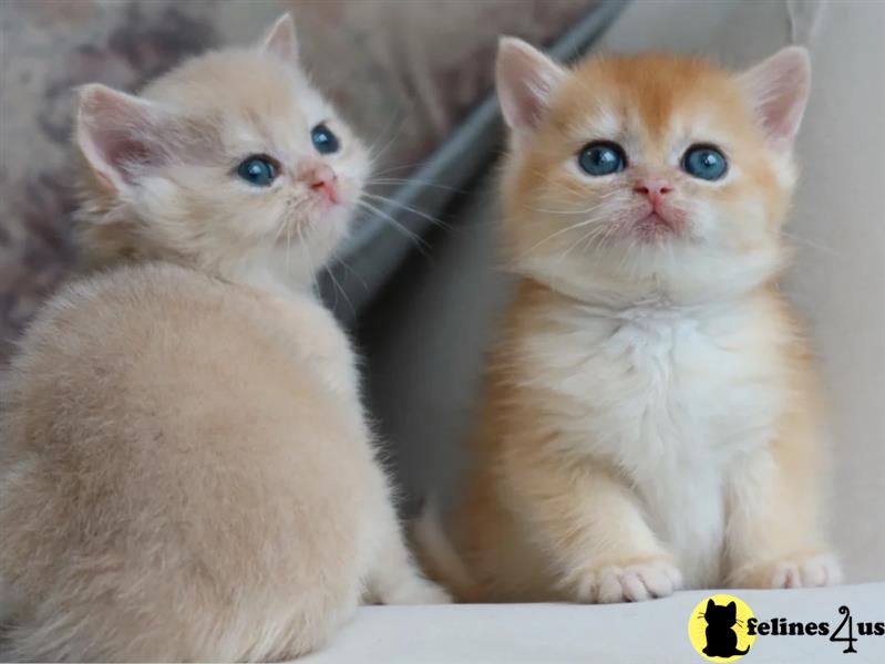 two british shorthair british shorthair kittens on a white surface