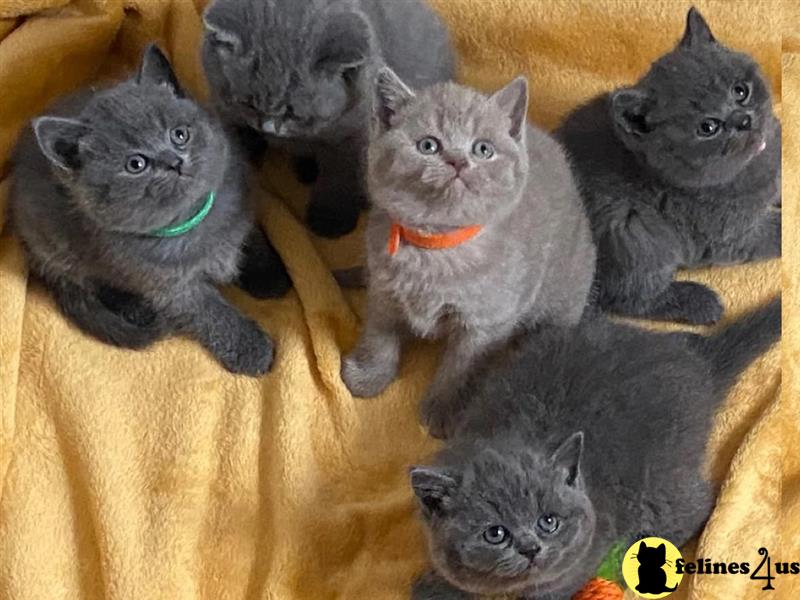 a british shorthair kitten with its paws up