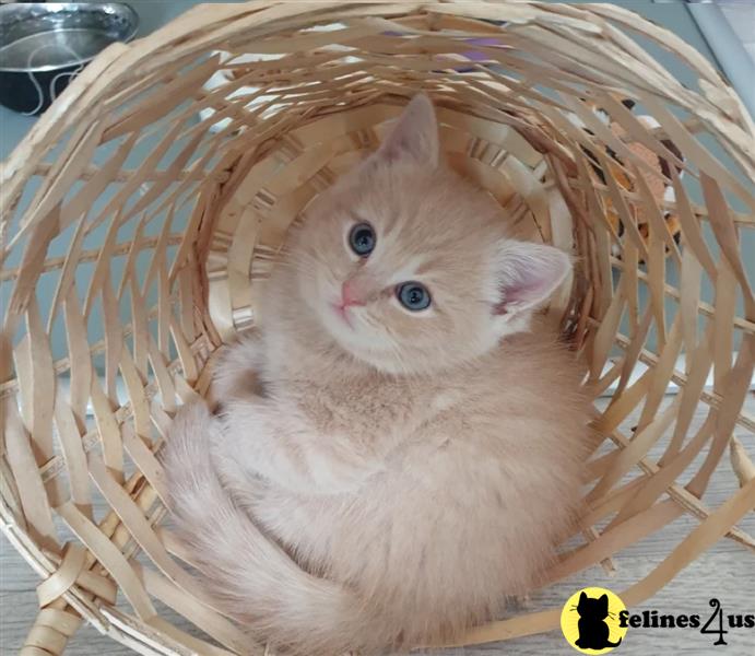 Error: Operation returned an invalid status code 429<br/>Stack Trace:    at Microsoft.Azure.CognitiveServices.Vision.ComputerVision.ComputerVisionClient.<DescribeImageInStreamWithHttpMessagesAsync>d__41.MoveNext()
--- End of stack trace from previous lobritish shorthair cation where exception was thrown ---
   at System.Runtime.ExceptionServices.ExceptionDispatchInfo.Throw()
   at System.Runtime.CompilerServices.TaskAwaiter.HandleNon