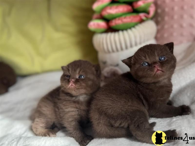Error: Operation returned an invalid status code 429<br/>Stack Trace:    at Microsoft.Azure.CognitiveServices.Vision.ComputerVision.ComputerVisionClient.<DescribeImageInStreamWithHttpMessagesAsync>d__41.MoveNext()
--- End of stack trace from previous lobritish shorthair cation where exception was thrown ---
   at System.Runtime.ExceptionServices.ExceptionDispatchInfo.Throw()
   at System.Runtime.CompilerServices.TaskAwaiter.HandleNon