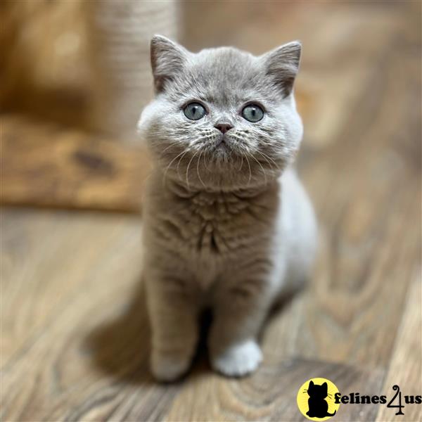 a british shorthair cat sitting on a blanket