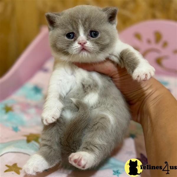 a british shorthair kitten and a british shorthair kitten