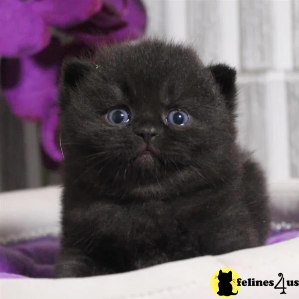 Error: Operation returned an invalid status code 429<br/>Stack Trace:    at Microsoft.Azure.CognitiveServices.Vision.ComputerVision.ComputerVisionClient.<DescribeImageInStreamWithHttpMessagesAsync>d__41.MoveNext()
--- End of stack trace from previous lobritish shorthair cation where exception was thrown ---
   at System.Runtime.ExceptionServices.ExceptionDispatchInfo.Throw()
   at System.Runtime.CompilerServices.TaskAwaiter.HandleNon